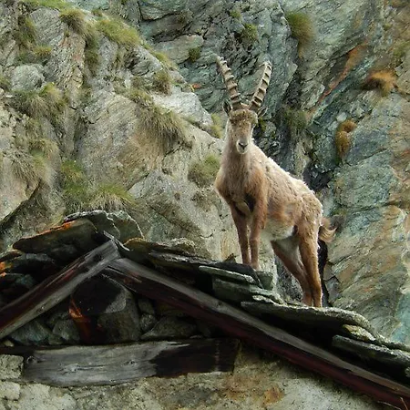 Piemartincove 셍빈센트