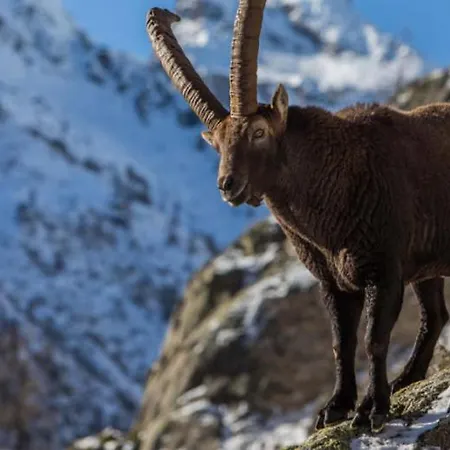 Piemartincove 펜션